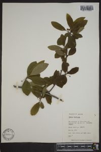 Nyssa sylvatica var. biflora image