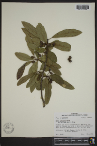 Nyssa sylvatica var. biflora image