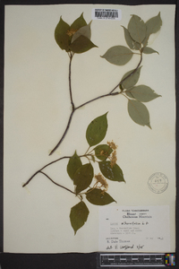 Cornus alternifolia image