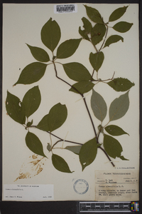 Cornus alternifolia image