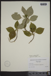 Cornus alternifolia image