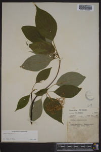 Cornus alternifolia image