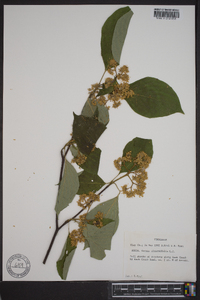 Cornus alternifolia image