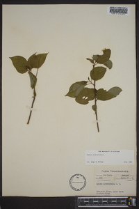 Cornus alternifolia image