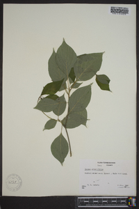 Cornus alternifolia image