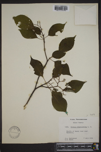 Cornus alternifolia image