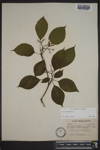 Cornus alternifolia image