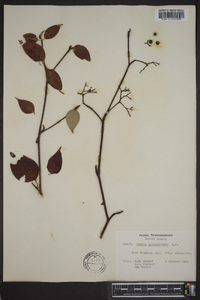 Cornus alternifolia image