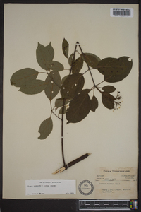 Cornus amomum subsp. amomum image