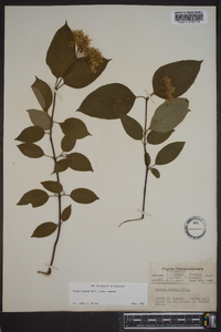 Cornus amomum subsp. amomum image