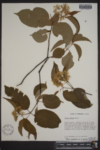 Cornus amomum subsp. amomum image