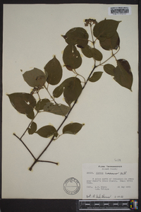 Cornus amomum subsp. amomum image