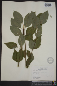 Cornus amomum subsp. amomum image