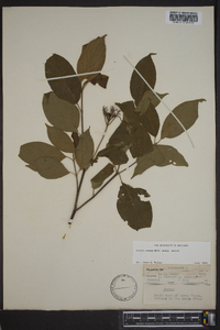 Cornus amomum subsp. amomum image