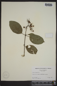 Cornus amomum subsp. amomum image