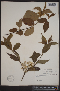 Cornus amomum subsp. amomum image