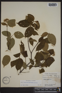 Cornus amomum subsp. amomum image