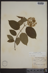 Cornus amomum subsp. amomum image