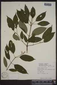 Cornus amomum subsp. amomum image