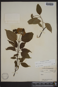 Cornus amomum subsp. amomum image