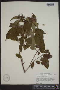 Cornus amomum subsp. amomum image