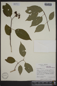 Cornus amomum subsp. amomum image