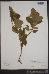 Cornus amomum subsp. amomum image