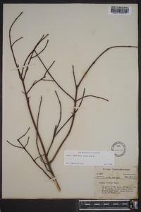 Cornus amomum subsp. amomum image