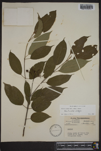 Cornus amomum subsp. amomum image