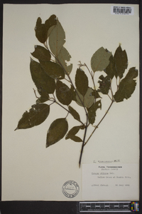 Cornus amomum subsp. amomum image