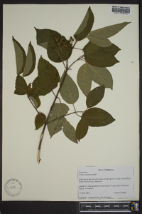 Cornus amomum subsp. amomum image