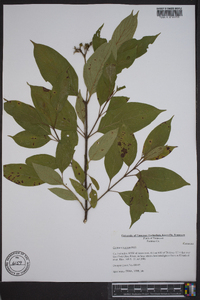 Cornus amomum subsp. amomum image