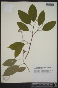 Cornus amomum subsp. amomum image