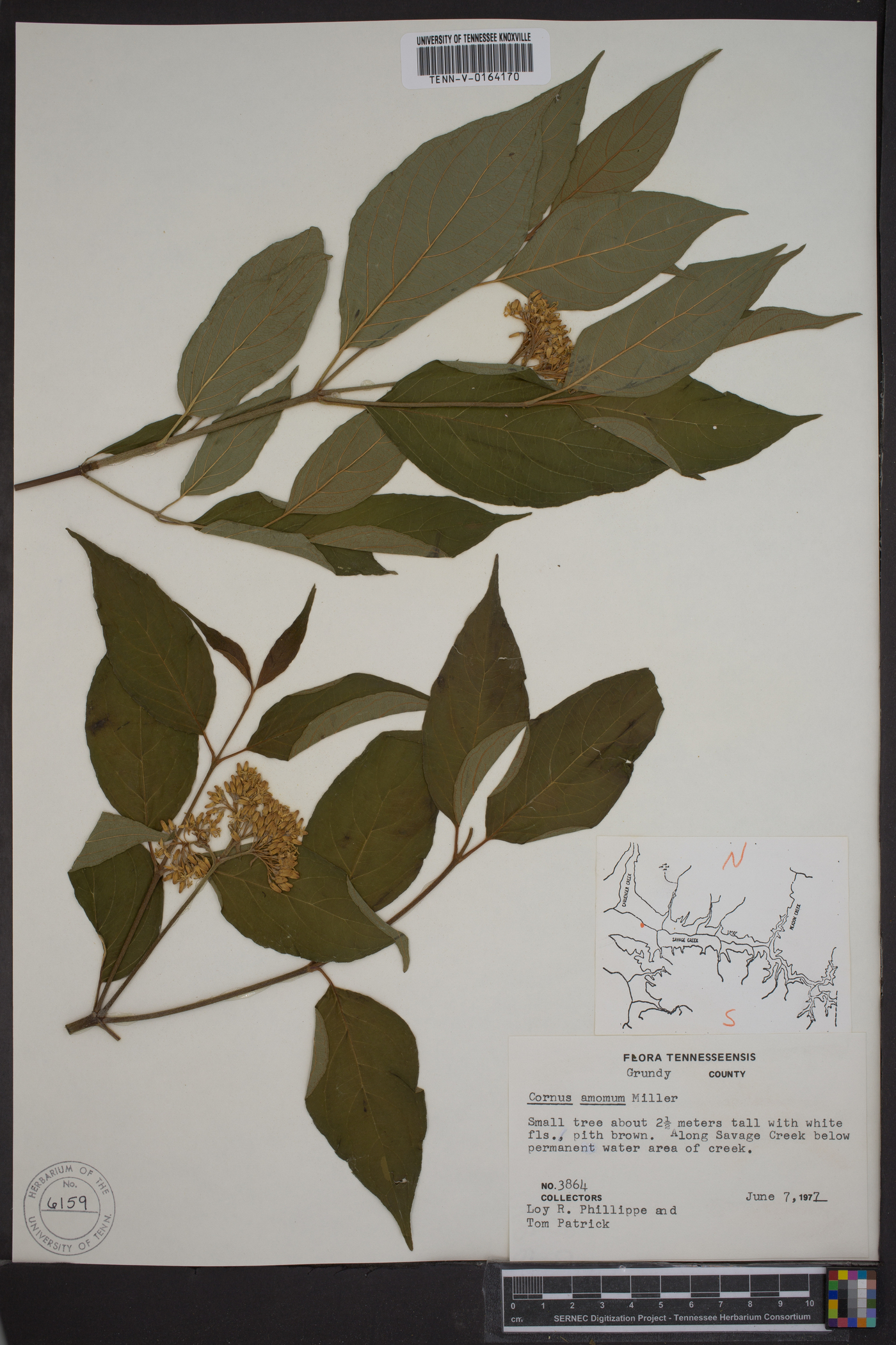 Cornus amomum subsp. amomum image