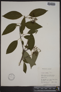 Cornus amomum subsp. amomum image