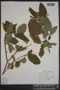 Cornus amomum subsp. amomum image