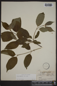 Cornus amomum subsp. amomum image