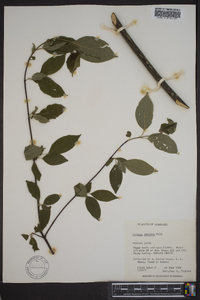 Cornus amomum subsp. amomum image