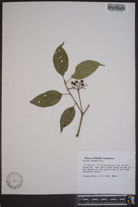 Cornus amomum subsp. amomum image