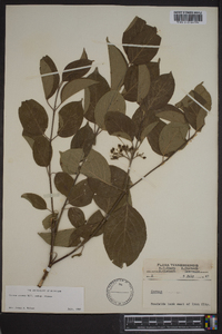 Cornus amomum subsp. amomum image