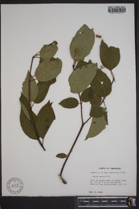 Cornus amomum subsp. amomum image