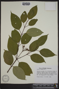 Cornus amomum subsp. amomum image