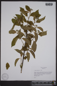 Cornus amomum subsp. amomum image