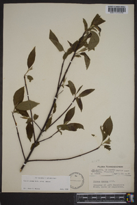 Cornus amomum subsp. amomum image