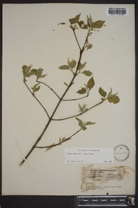 Cornus amomum subsp. amomum image