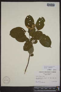 Cornus amomum subsp. amomum image