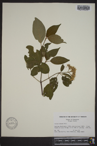 Cornus amomum subsp. amomum image