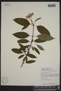 Cornus amomum subsp. amomum image