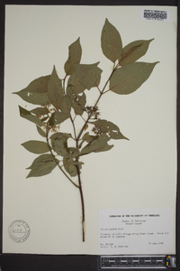 Cornus amomum subsp. amomum image