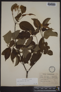 Cornus amomum subsp. amomum image